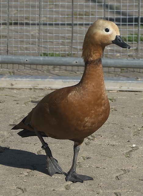 這名英格蘭